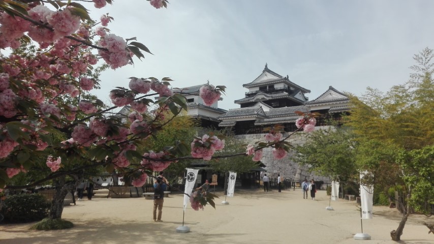 matsuyama-jo-castle-sakura
